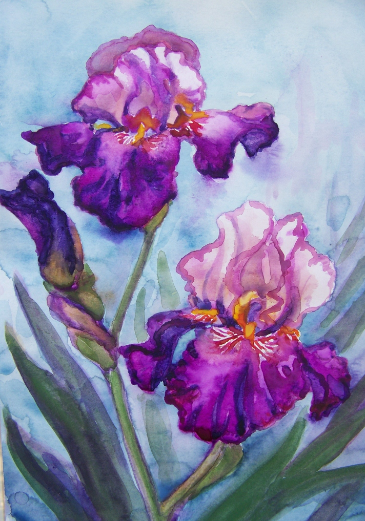 purple_pink iris wc